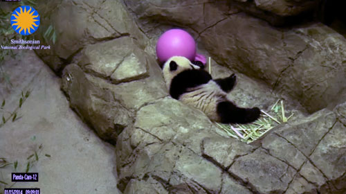 The Zoo's live Panda-cam lets fans get a panda fix anytime, night or day.