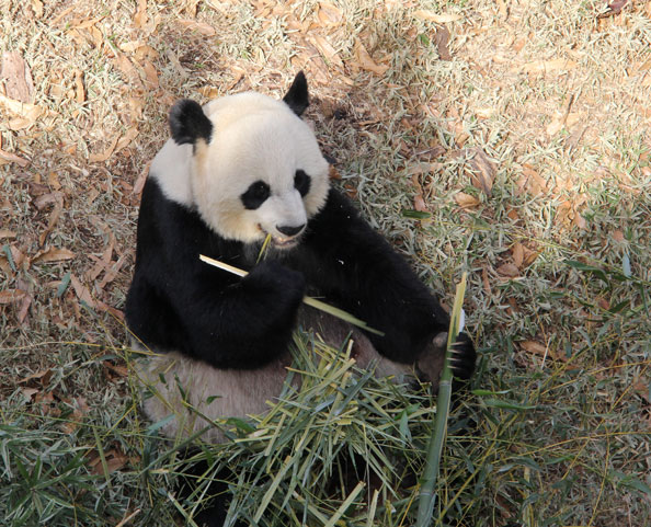 The baby panda's father, Tian Tian, is unfazed by the pandamonium.