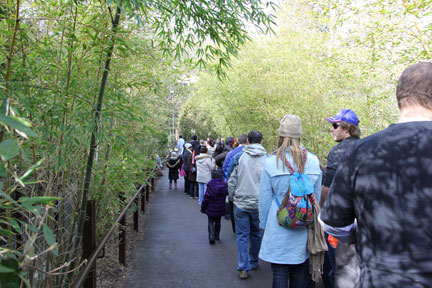 Visitors pass through a bamboo tunnel while waiting for a glimpse of Bao Bao.