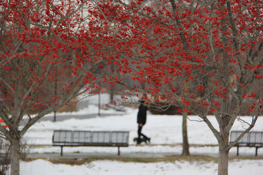 Bright berries light up the snowy Georgetown Waterfront Park.