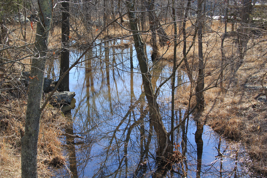 The quiet wetland on Olmsted Island seems a world apart from the river nearby