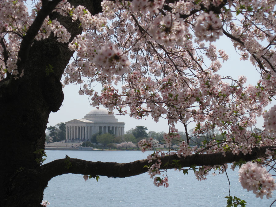 Nothing says D.C. like the iconic view of the Jefferson Memorial framed by cherry blossoms.