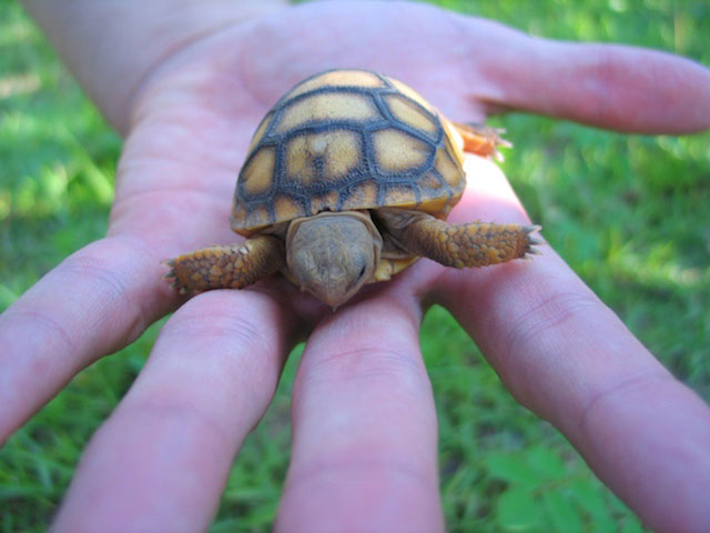 A baby gopher tortoise is as cute as any panda.