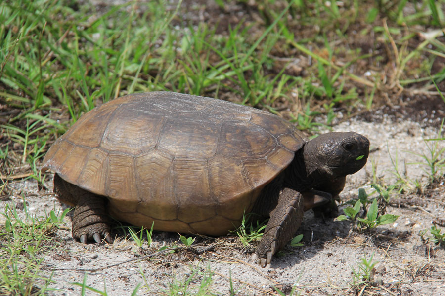 The gopher tortoise is faster than it looks.