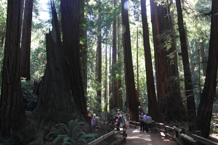Visitors whisper in the Cathedral Grove.
