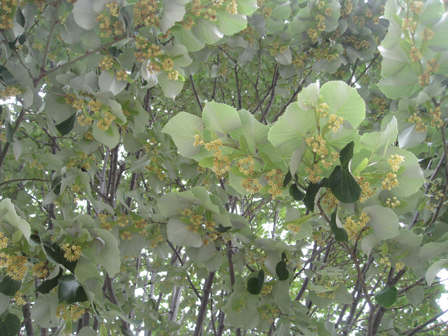 Unforgettable fragrance emanates from the nearly invisible flowers the American linden tree.