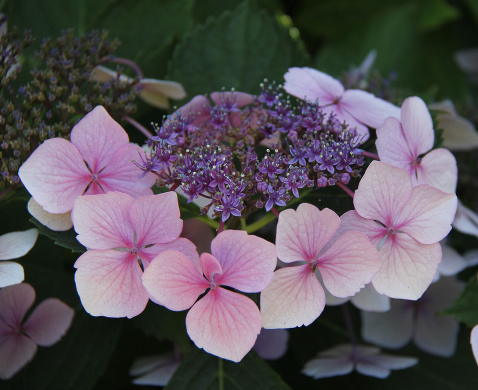 Hydrangeas light up the shady borders.