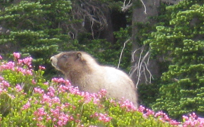 The marmot, like its cousin the groundhog, is a shy retiring type, eluding autograph seekers by hiding in a burrow.